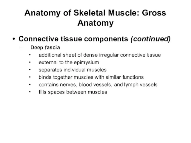 Anatomy of Skeletal Muscle: Gross Anatomy Connective tissue components (continued) Deep