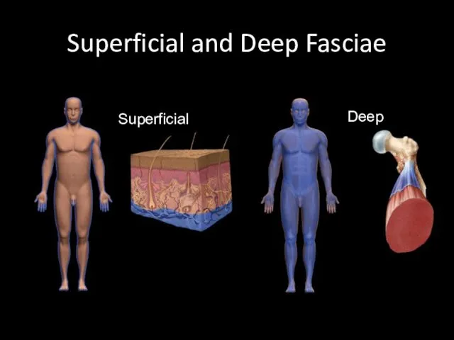 Superficial and Deep Fasciae 10- Superficial Deep