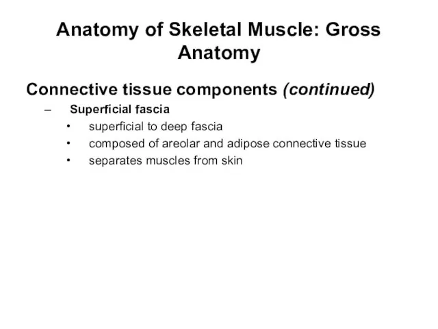 Anatomy of Skeletal Muscle: Gross Anatomy Connective tissue components (continued) Superficial