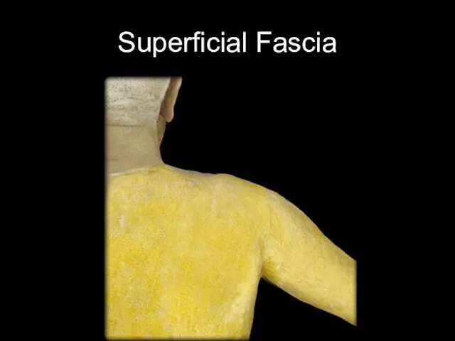 Superficial Fascia