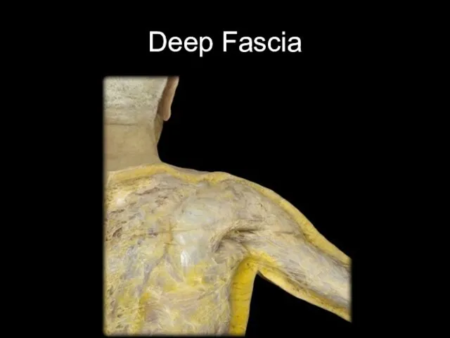 Deep Fascia