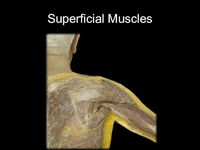 Superficial Muscles