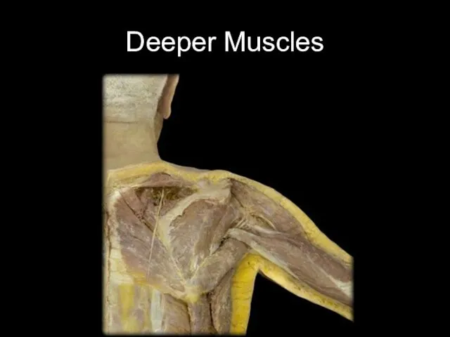 Deeper Muscles