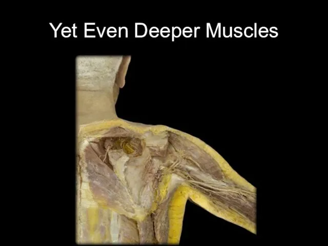 Yet Even Deeper Muscles