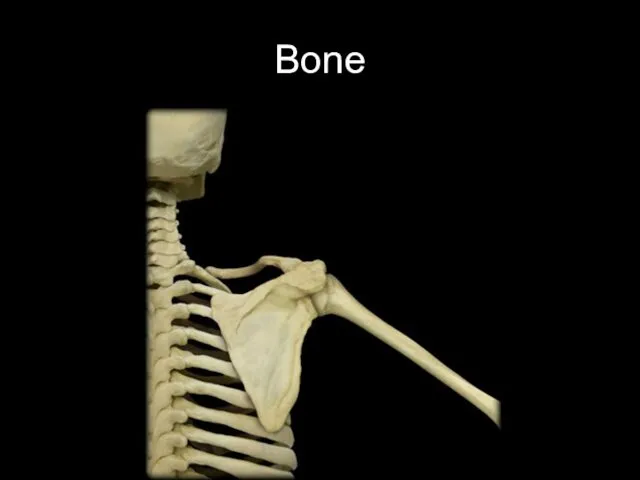 Bone