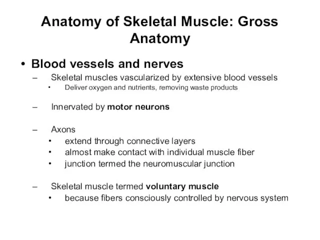 Anatomy of Skeletal Muscle: Gross Anatomy Blood vessels and nerves Skeletal