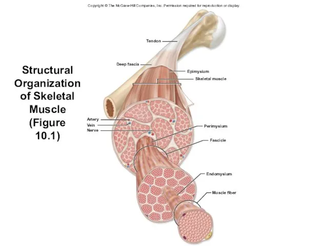 Structural Organization of Skeletal Muscle (Figure 10.1) Copyright © The McGraw-Hill