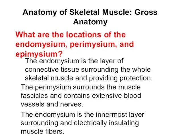 Anatomy of Skeletal Muscle: Gross Anatomy The endomysium is the layer