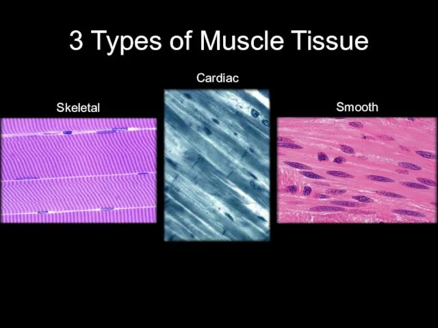 3 Types of Muscle Tissue Skeletal Smooth Cardiac