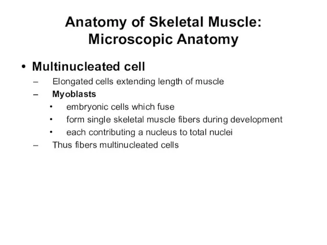Anatomy of Skeletal Muscle: Microscopic Anatomy Multinucleated cell Elongated cells extending