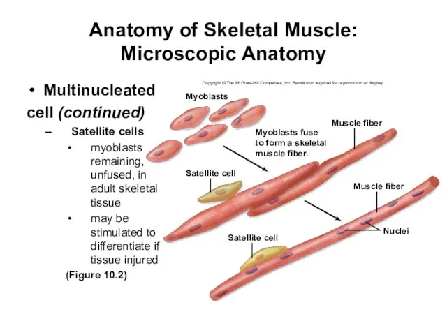 Anatomy of Skeletal Muscle: Microscopic Anatomy Multinucleated cell (continued) Satellite cells