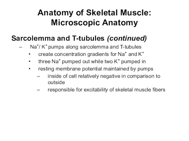 Anatomy of Skeletal Muscle: Microscopic Anatomy Sarcolemma and T-tubules (continued) Na+/