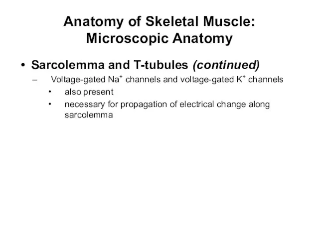 Anatomy of Skeletal Muscle: Microscopic Anatomy Sarcolemma and T-tubules (continued) Voltage-gated