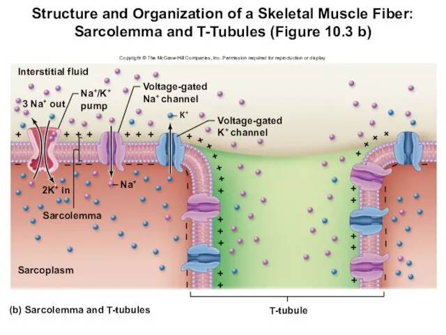 Structure and Organization of a Skeletal Muscle Fiber: Sarcolemma and T-Tubules