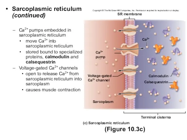 Sarcoplasmic reticulum (continued) Ca2+ pumps embedded in sarcoplasmic reticulum move Ca2+