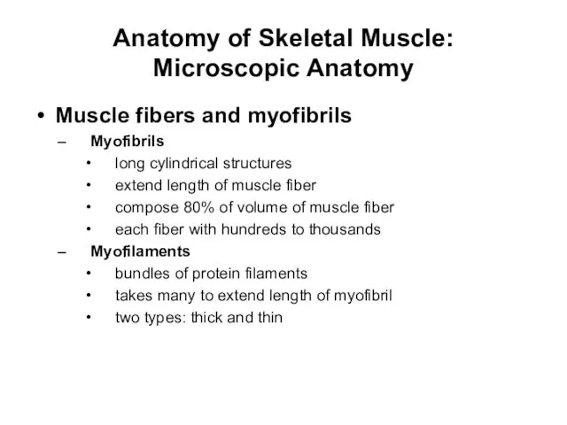 Anatomy of Skeletal Muscle: Microscopic Anatomy Muscle fibers and myofibrils Myofibrils