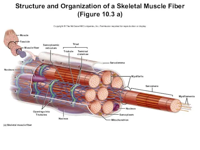 Structure and Organization of a Skeletal Muscle Fiber (Figure 10.3 a)