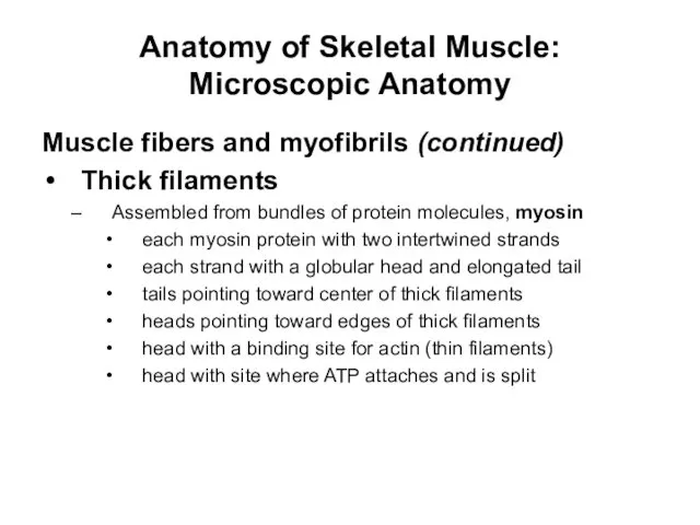 Anatomy of Skeletal Muscle: Microscopic Anatomy Muscle fibers and myofibrils (continued)