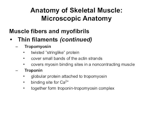 Anatomy of Skeletal Muscle: Microscopic Anatomy Muscle fibers and myofibrils Thin