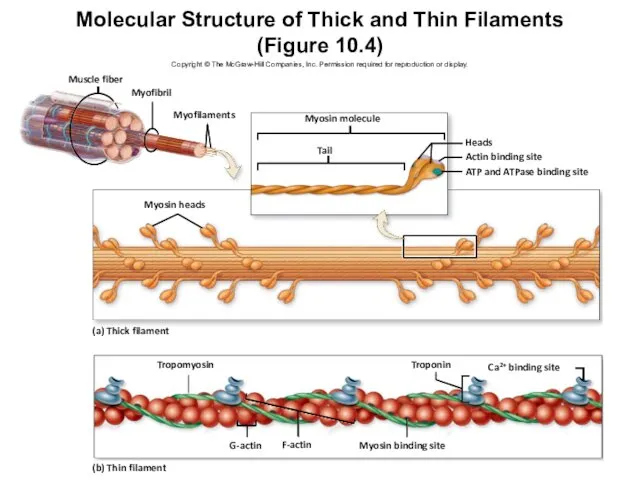Molecular Structure of Thick and Thin Filaments (Figure 10.4) Copyright ©