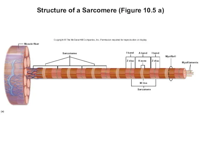 Structure of a Sarcomere (Figure 10.5 a) Copyright © The McGraw-Hill