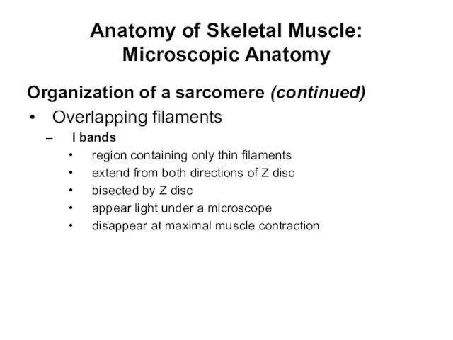 Anatomy of Skeletal Muscle: Microscopic Anatomy Organization of a sarcomere (continued)