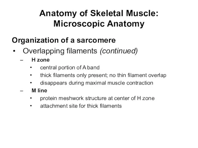 Anatomy of Skeletal Muscle: Microscopic Anatomy Organization of a sarcomere Overlapping