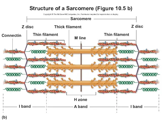 Structure of a Sarcomere (Figure 10.5 b) Copyright © The McGraw-Hill