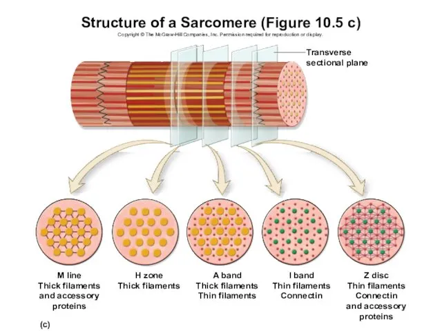 Structure of a Sarcomere (Figure 10.5 c) Copyright © The McGraw-Hill