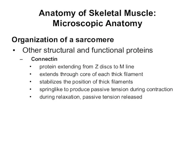 Anatomy of Skeletal Muscle: Microscopic Anatomy Organization of a sarcomere Other