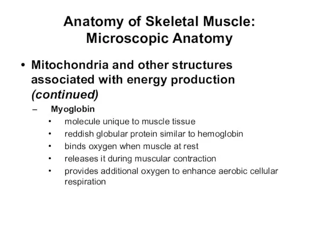 Anatomy of Skeletal Muscle: Microscopic Anatomy Mitochondria and other structures associated