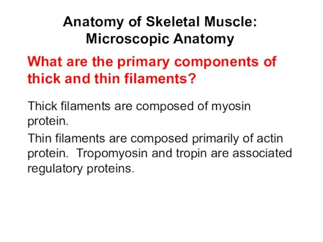 Anatomy of Skeletal Muscle: Microscopic Anatomy Thick filaments are composed of