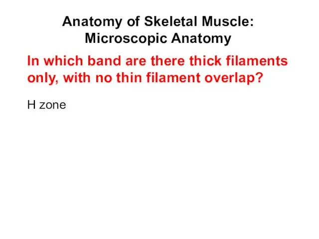 Anatomy of Skeletal Muscle: Microscopic Anatomy H zone In which band