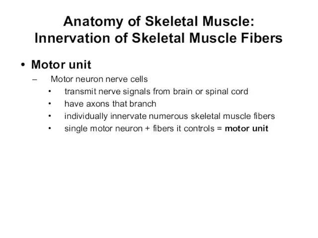 Anatomy of Skeletal Muscle: Innervation of Skeletal Muscle Fibers Motor unit
