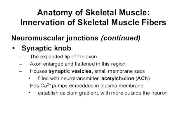 Anatomy of Skeletal Muscle: Innervation of Skeletal Muscle Fibers Neuromuscular junctions