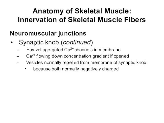 Anatomy of Skeletal Muscle: Innervation of Skeletal Muscle Fibers Neuromuscular junctions