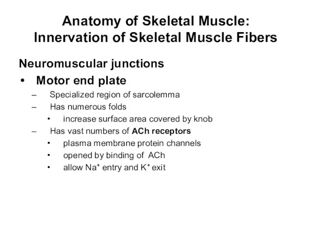 Anatomy of Skeletal Muscle: Innervation of Skeletal Muscle Fibers Neuromuscular junctions