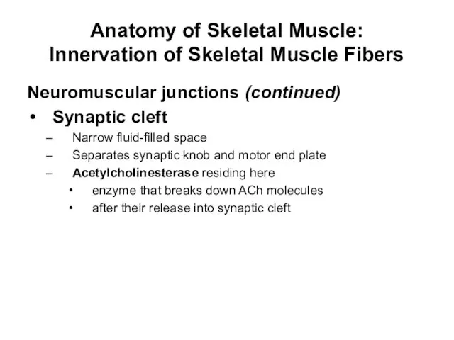 Anatomy of Skeletal Muscle: Innervation of Skeletal Muscle Fibers Neuromuscular junctions