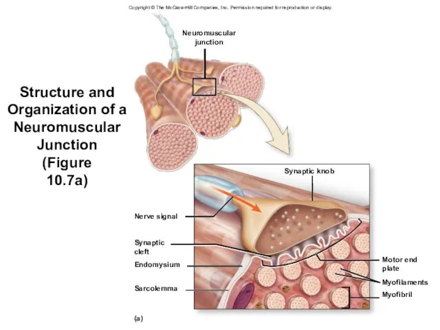 Structure and Organization of a Neuromuscular Junction (Figure 10.7a) Neuromuscular junction