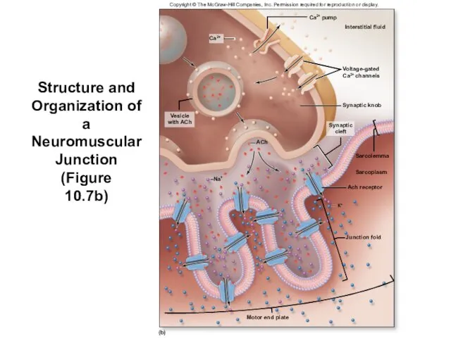 Structure and Organization of a Neuromuscular Junction (Figure 10.7b) K+ (b)
