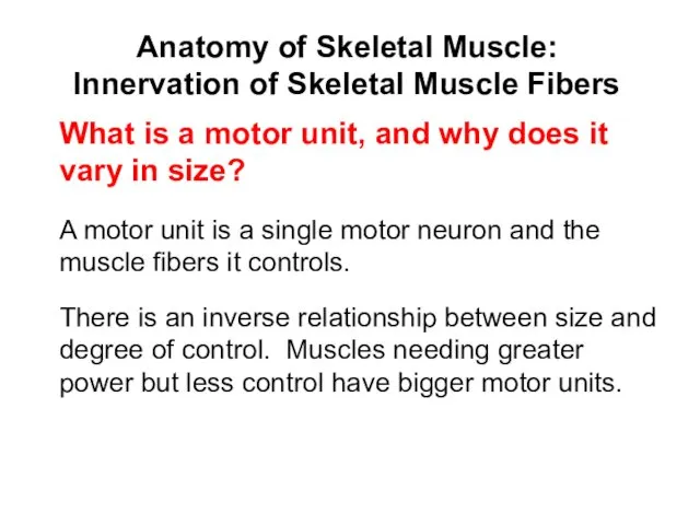 Anatomy of Skeletal Muscle: Innervation of Skeletal Muscle Fibers A motor