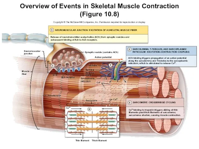 Overview of Events in Skeletal Muscle Contraction (Figure 10.8) 1 2