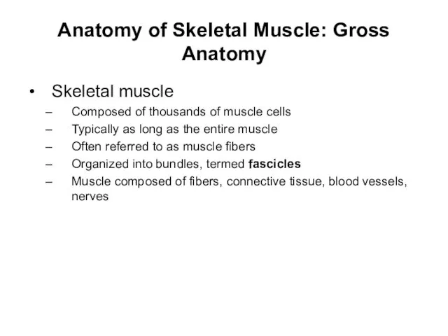 Anatomy of Skeletal Muscle: Gross Anatomy Skeletal muscle Composed of thousands