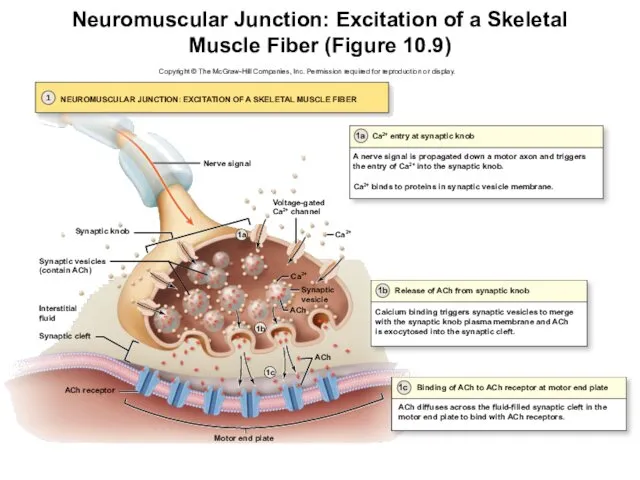Neuromuscular Junction: Excitation of a Skeletal Muscle Fiber (Figure 10.9) Motor