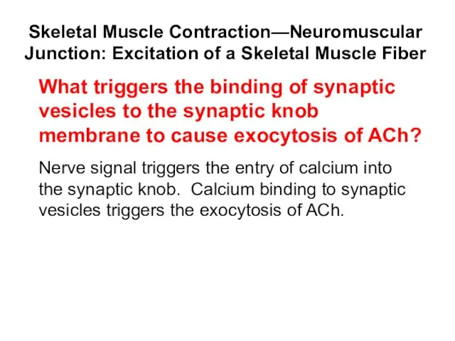 Skeletal Muscle Contraction—Neuromuscular Junction: Excitation of a Skeletal Muscle Fiber Nerve