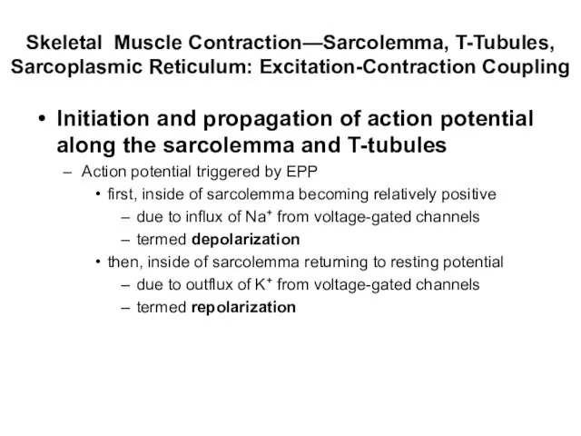 Skeletal Muscle Contraction—Sarcolemma, T-Tubules, Sarcoplasmic Reticulum: Excitation-Contraction Coupling Initiation and propagation