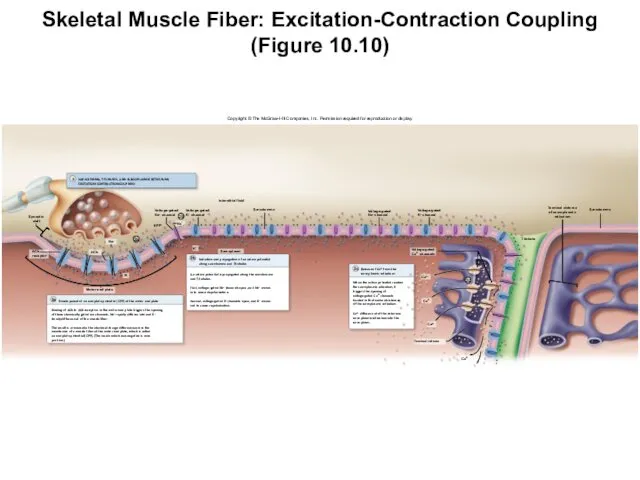 Skeletal Muscle Fiber: Excitation-Contraction Coupling (Figure 10.10) Copyright © The McGraw-Hill