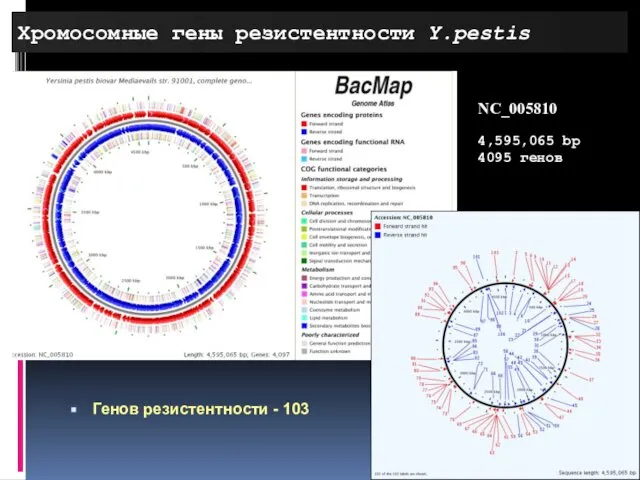 Хромосомные гены резистентности Y.pestis NC_005810 4,595,065 bp 4095 генов Генов резистентности - 103