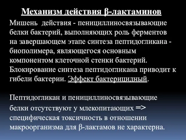 Механизм действия β-лактаминов Мишень действия - пенициллиносвязывающие белки бактерий, выполняющих роль