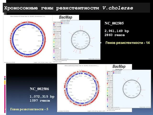 Хромосомные гены резистентности V.cholerae NC_002505 2,961,149 bp 2860 генов NC_002506 1,072,315